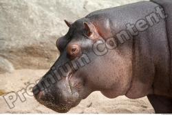 Hippo # 2